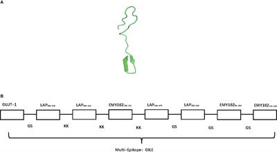 A multi-epitope vaccine GILE against Echinococcus Multilocularis infection in mice